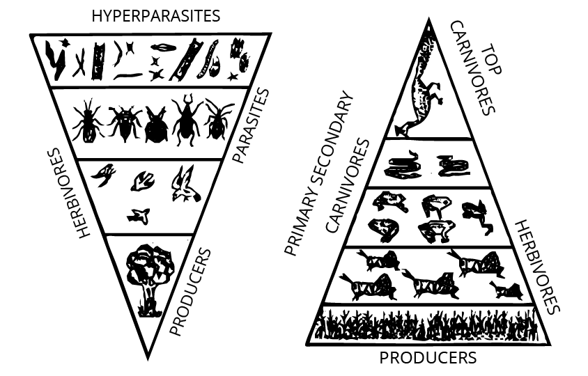 Pyramid of Numbers