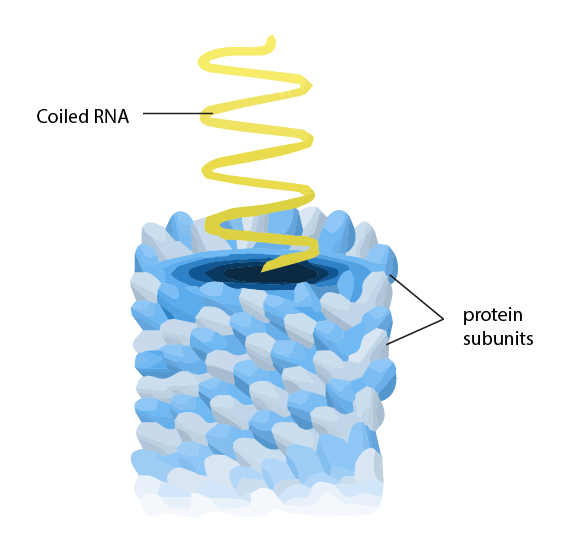 Viral protein capsid