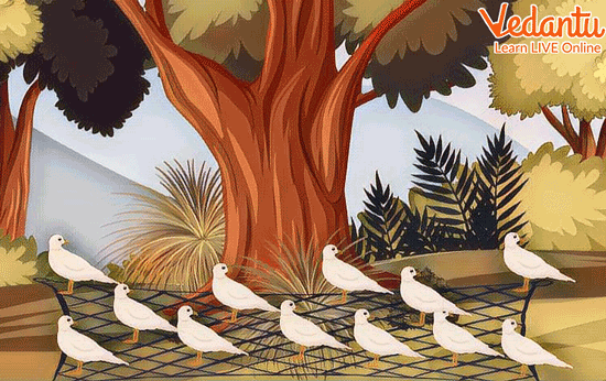 Pigeons Fall Into the Trap of the Hunter