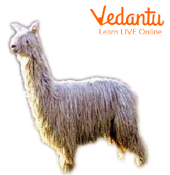 Alpaca