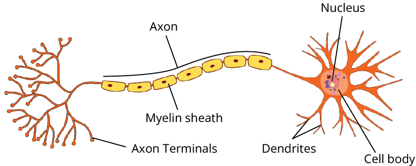 Structure of Neuron