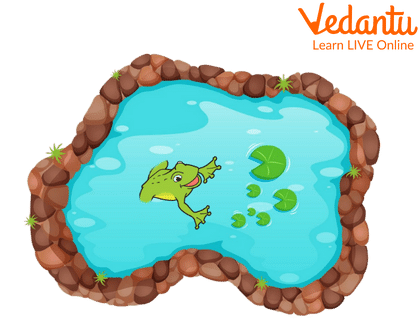 Little Green Frog Swimming