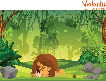 The Sleeping Lion