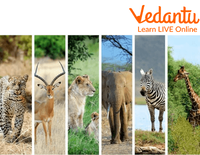 African Animals