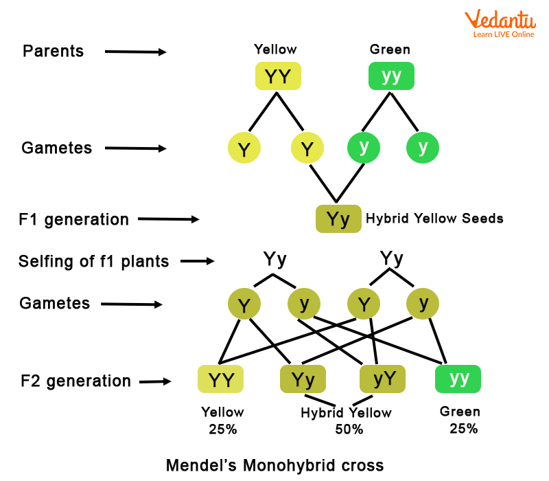 law of segregation diagram