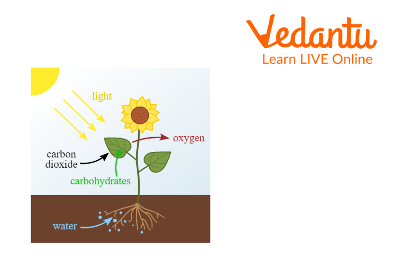 Photosynthesis
