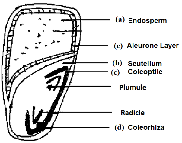 Monocotyledonous seed