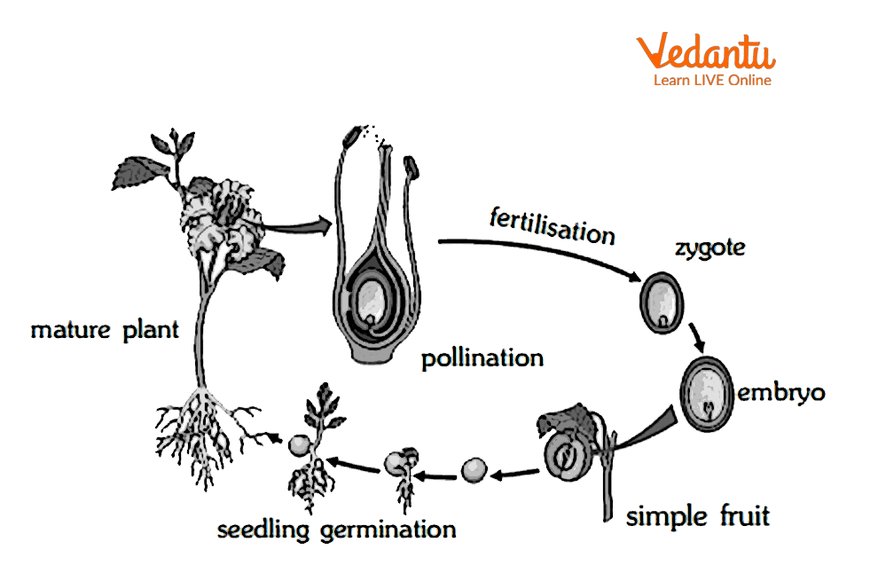 The Life Cycle of a Flowering Plant
