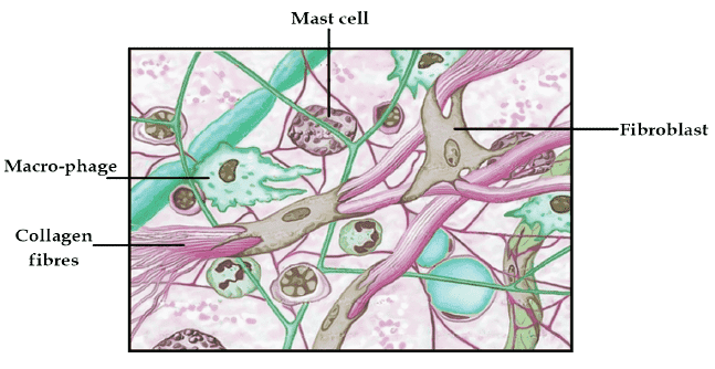 Reticular Tissue