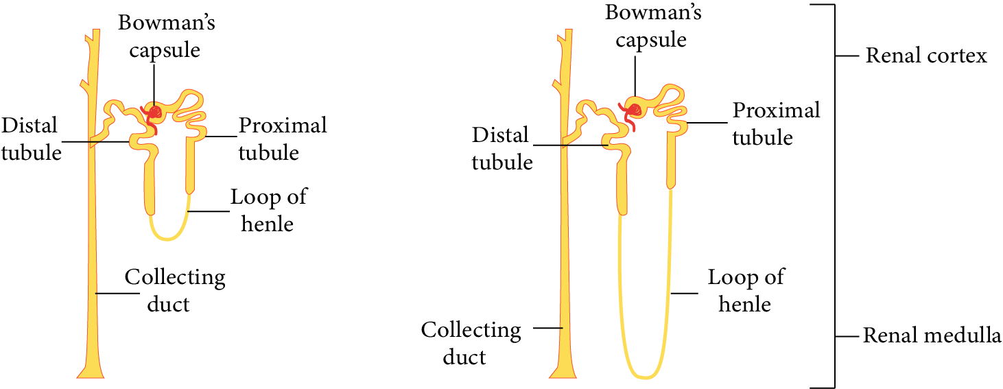 Types of Nephrons (Cortical and Juxtamedullary)