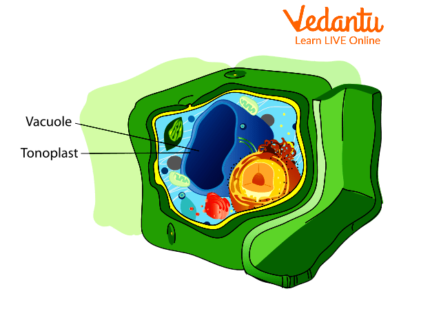 vacuole