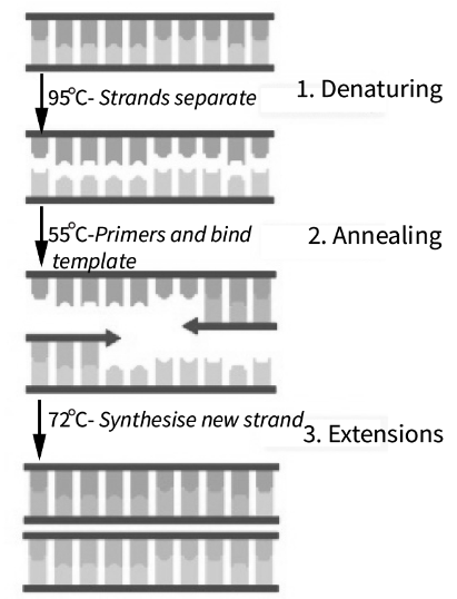 Polymerase Chain Reaction