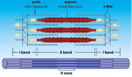 Sarcomere