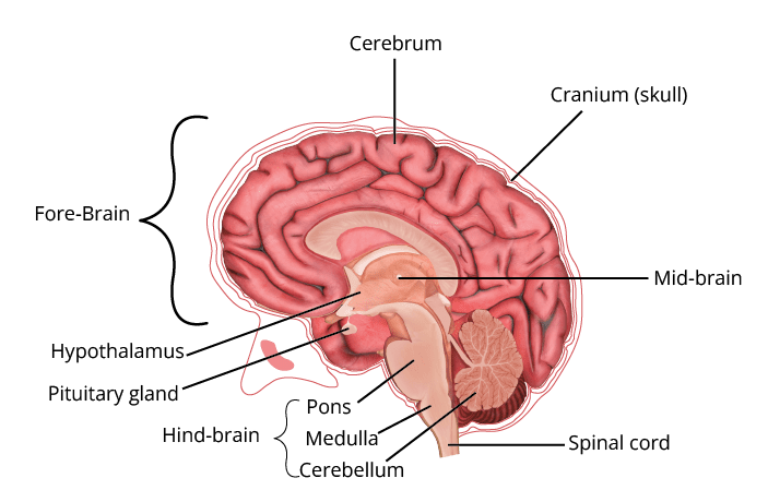 Brain