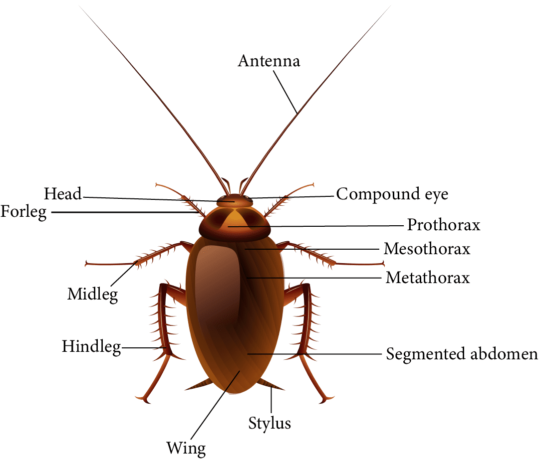 Digestive System of Cockroach