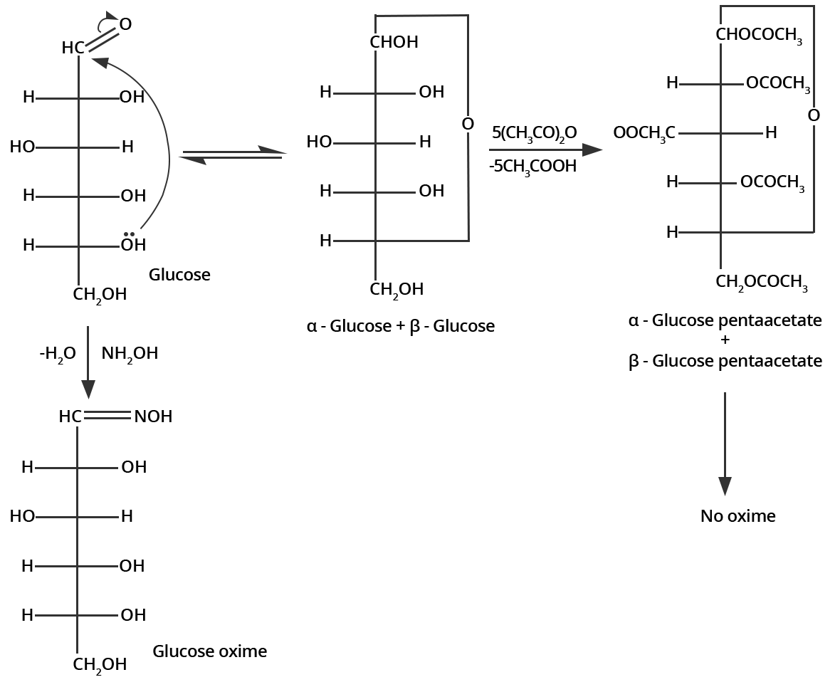 the absence of an aldehyde group in the pentaacetate of D-glucose