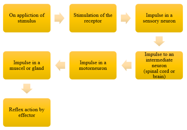 Diagrammatic representation of path of a reflex action