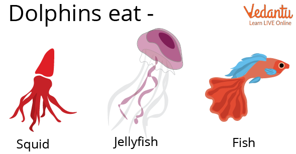 Food of Dolphins
