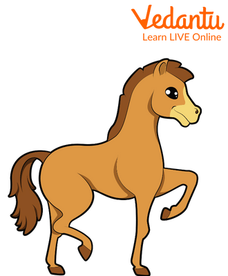 A Baby Horse or a Foal