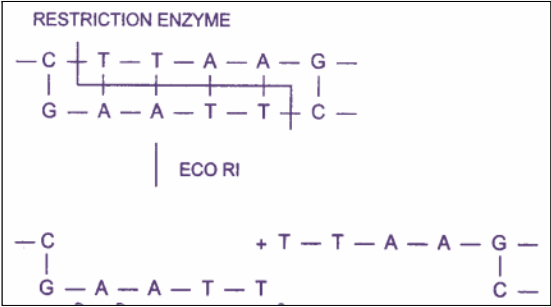 Restriction Enzymes
