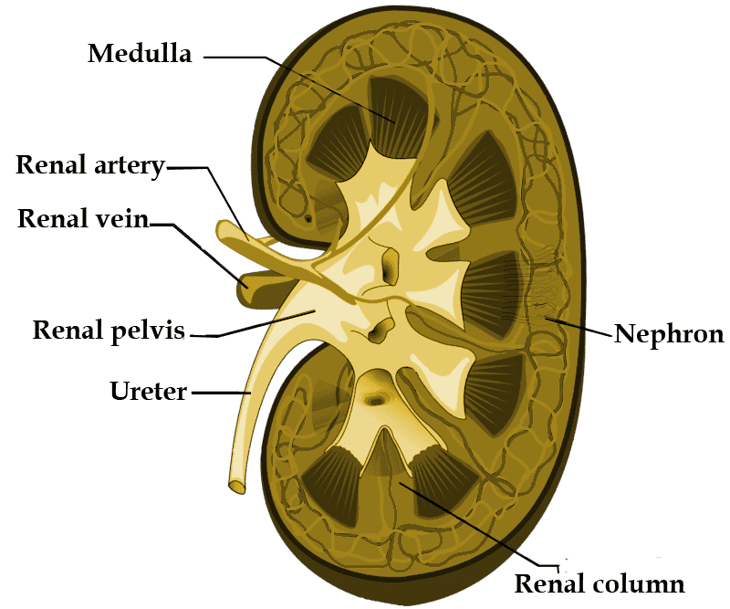 Kidney