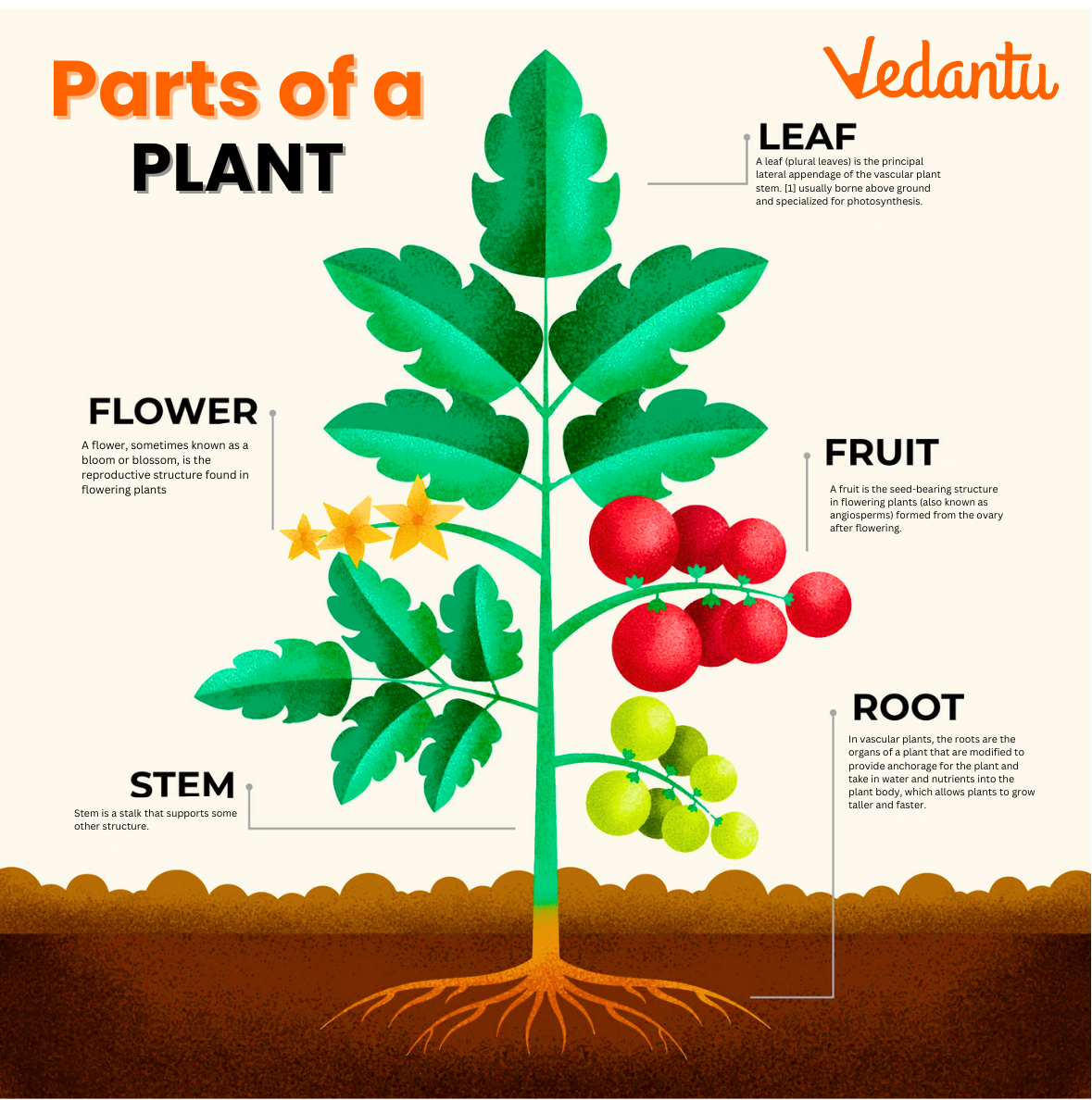 Comprehensive Guide to Parts of a Plant