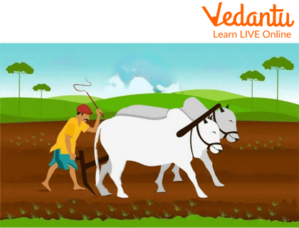 A farmer working on his field