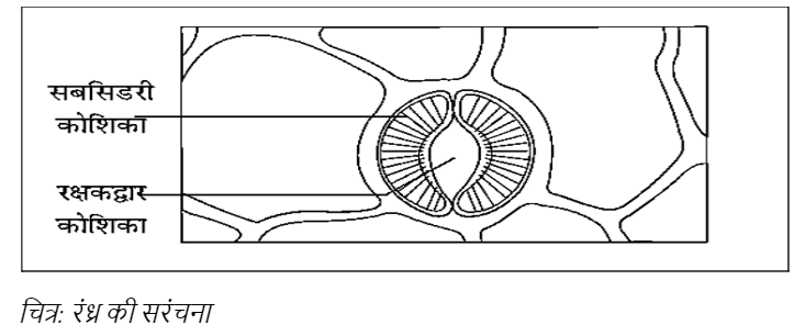 Transfer of sugar in plants