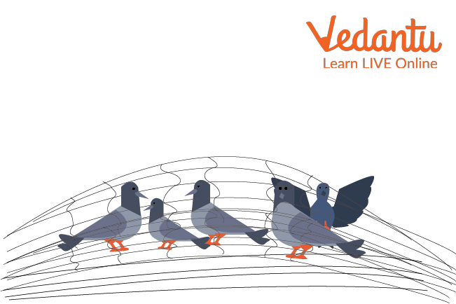 Pigeons trapped inside the hunters trap