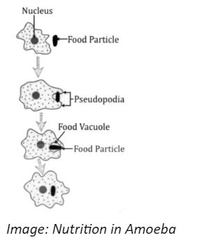 Nutrition in Amoeba