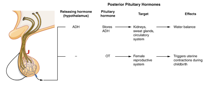 Posterior Pituitary Hormones