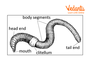 Diagram of earthworm