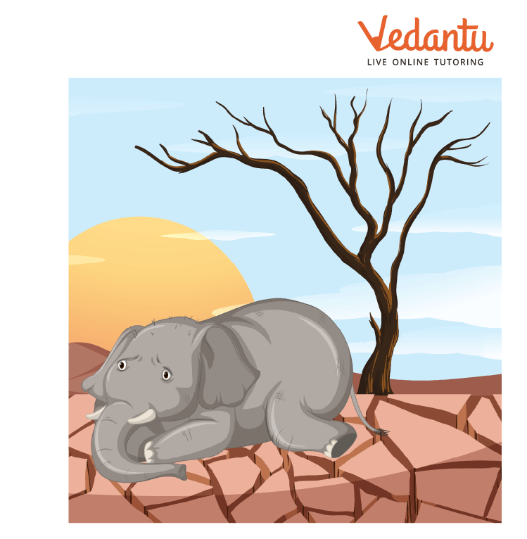 The elephant died