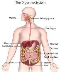 Human Digestive System
