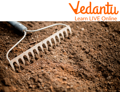 Sandy Soil