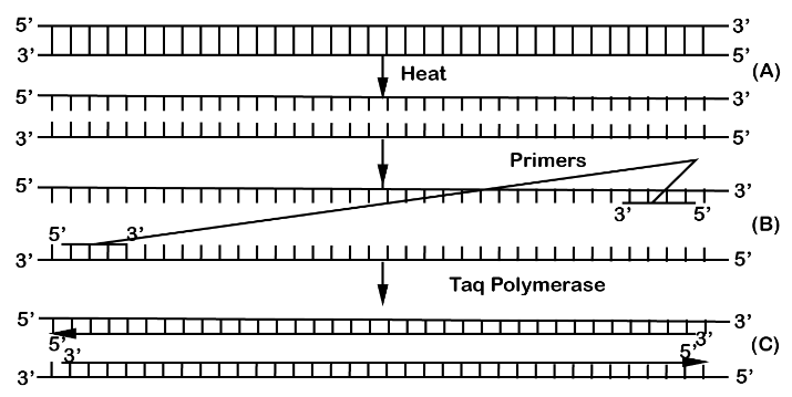one cycle of Polymerase chain reaction