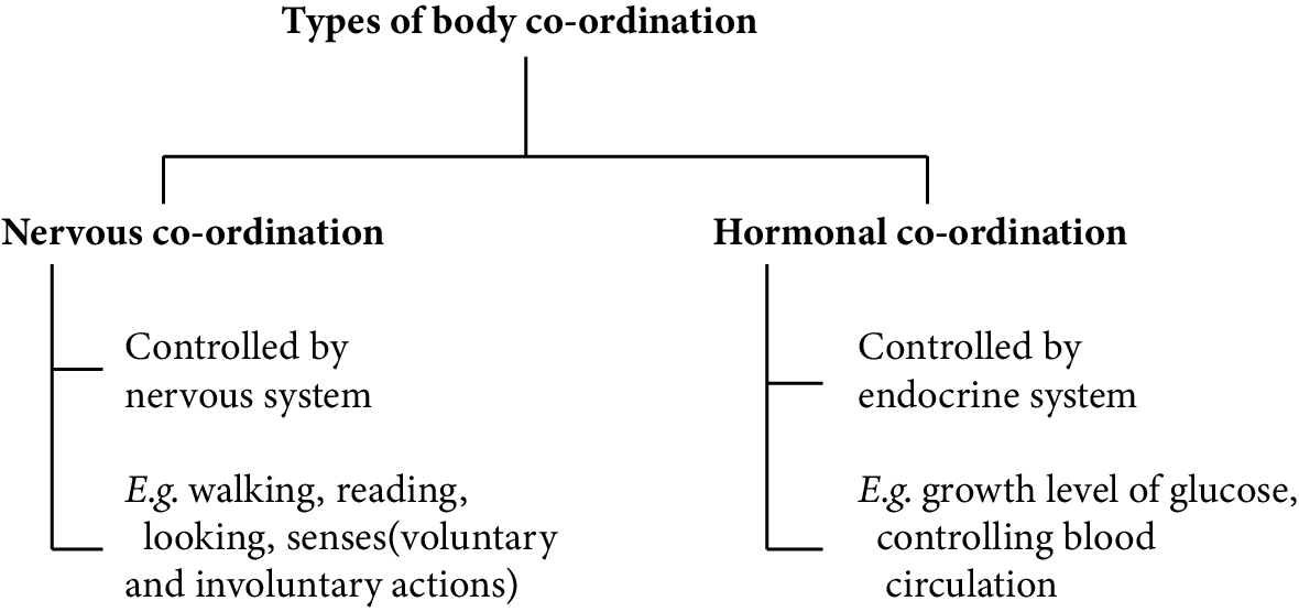 Types of Coordination Found in the Human Body