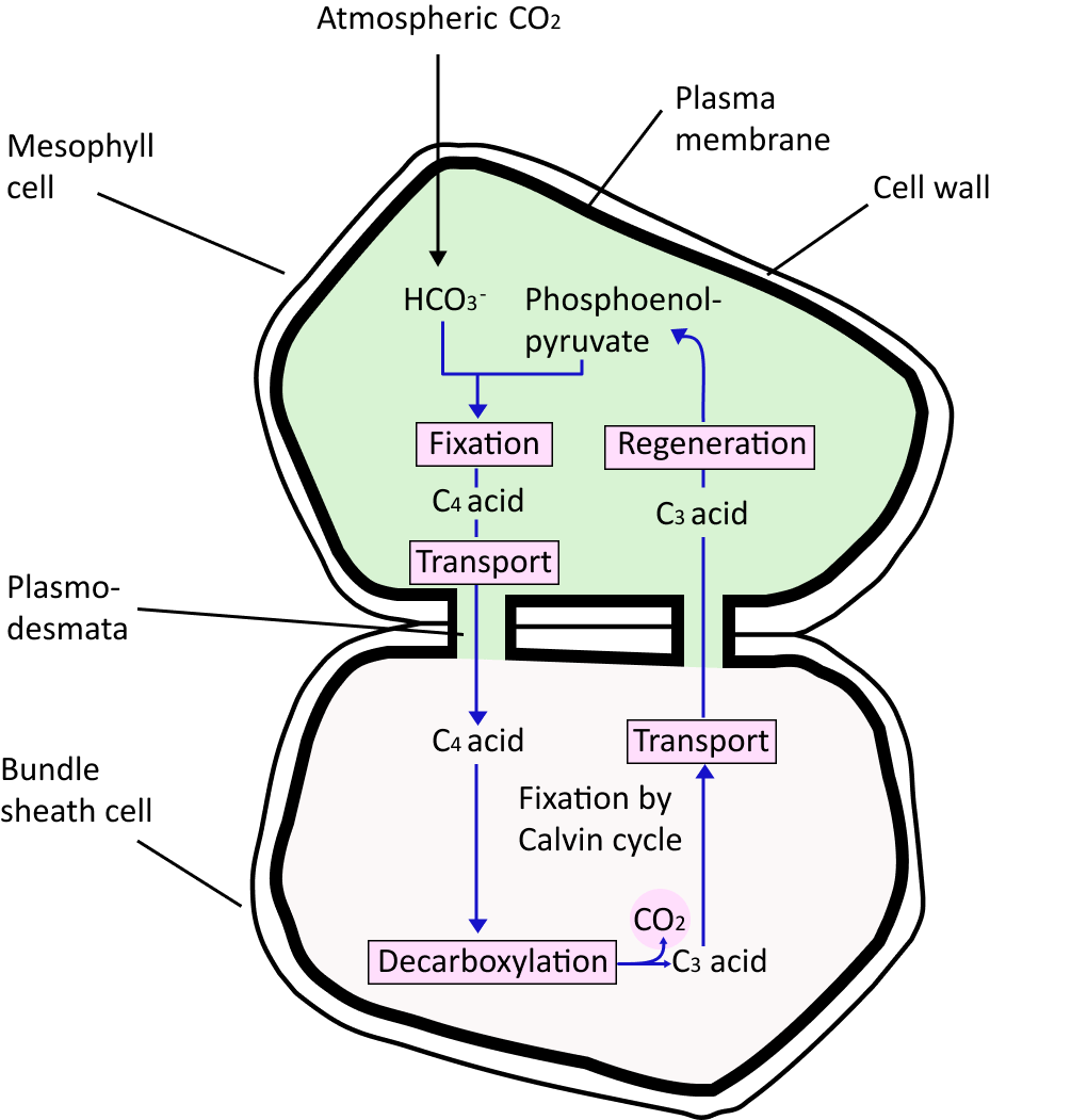 Hatch-Slack Pathway