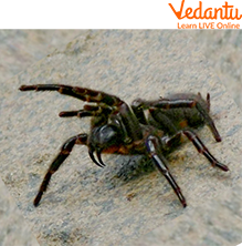 The Sydney Funnel Web Spide