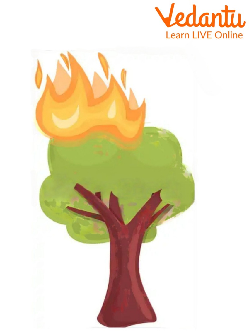 The tree on fire