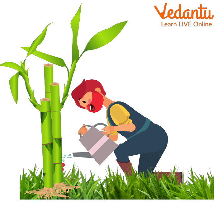 The Hermit nourished the bamboo