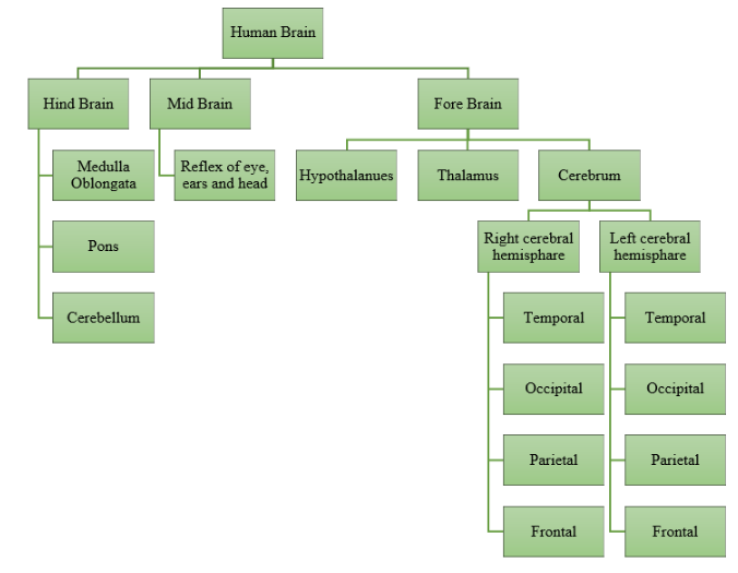 Parts of Human Brain