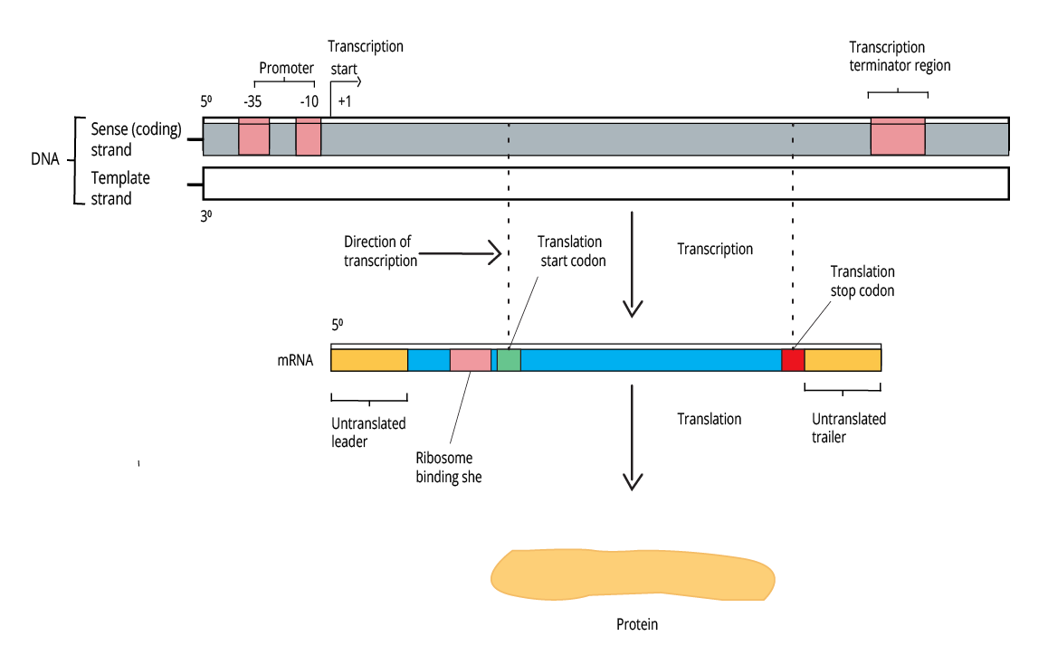 Transcription of a Bacterial Gene