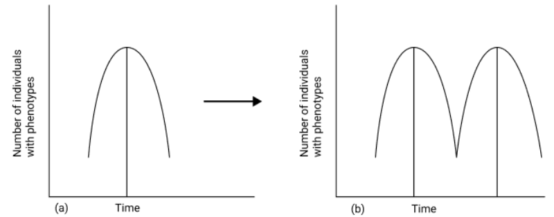 Graph of Number of Individuals with Phenotypes between Time