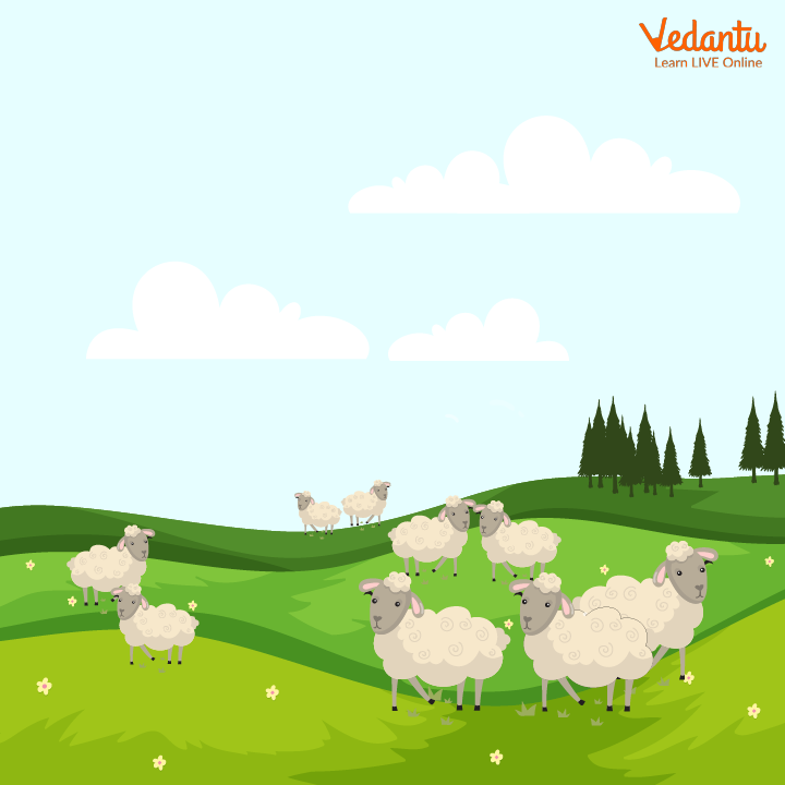 The Flock of Sheep Grazing
