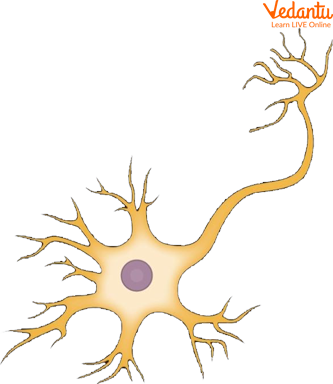 Multipolar Neuron