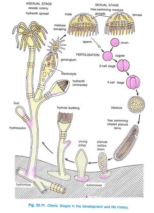 Alternation of Generation in Coelentrates