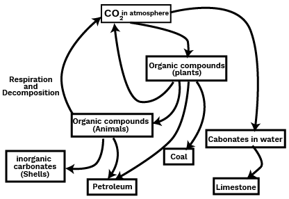 Carbon Cycle