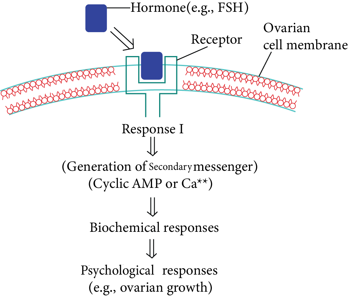 Mechanism of Hormone Action