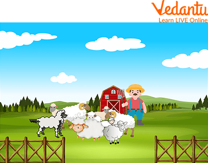 Sheep and wolf with farmer